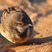 Cape Wagtail